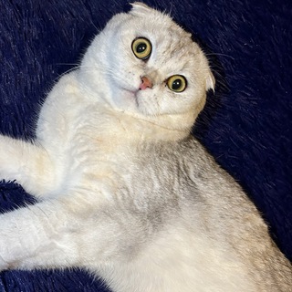 Дмитрий Краснодубский